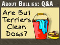 About Bullies: Q&A